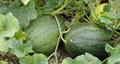 Cucumis melo